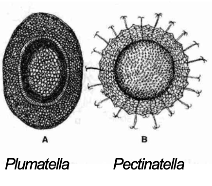 <p><strong>FILO </strong>Bryozoa<br><strong>GÉNERO </strong><em><u>Pectinatella</u></em><br><strong>CARACTERÍSTICAS </strong>Estatoblasto, estructura para dispersión y resistencia.</p>