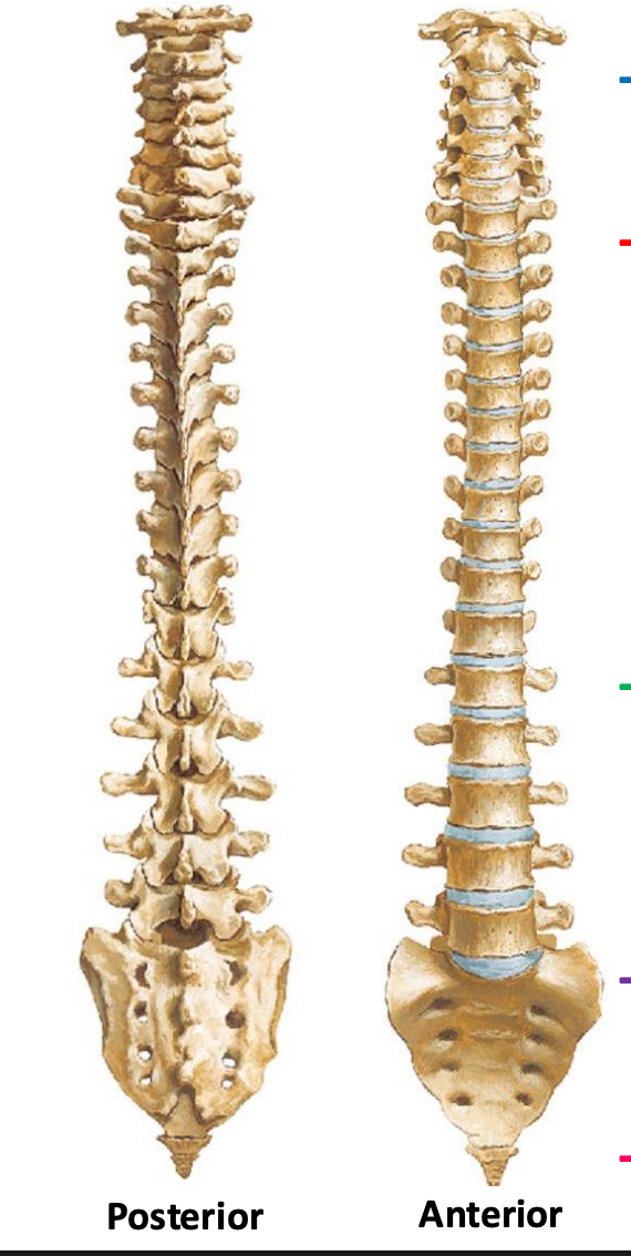 <p>the skull to the tip of the coccyx</p>