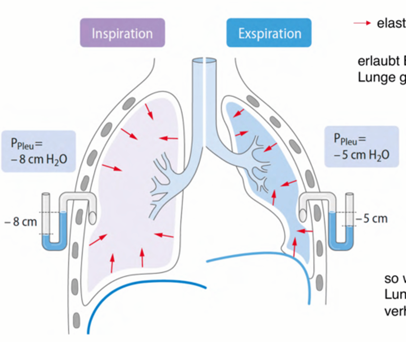 <p>Der negative Druck im Intrapleuralspalt hält die Lunge entfaltet</p><p>-> Der elastische Zug (rote Pfeile in Abbildung) erlaubt Bewegungen der Lunge ggü dem Thorax</p>