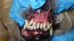 <p>Which malocclusion?</p>