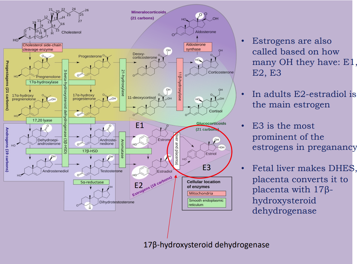 <p>Estriol is primarily produced in pregnancy </p>