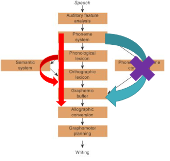 <p>A writing impairment where the individual has difficulty writing real words with irregular spelling.</p>