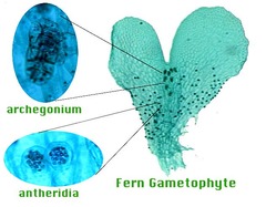 <p>antheridia</p>