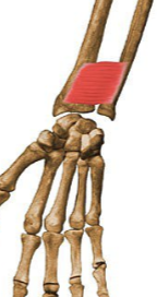 <p>What muscle is being shown?</p>