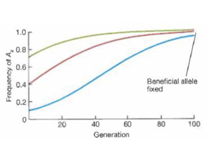 <p>-The deleterious alleles appear and are ELIMINATED by selection</p><p>-Neutral mutations appear and are FIXED/LOST by chance</p><p>-Advantageous mutations appear and are RAPIDLY FIXED by selection</p>