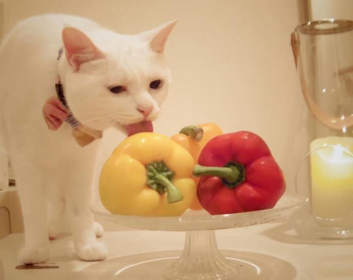 <p>Pepper</p>