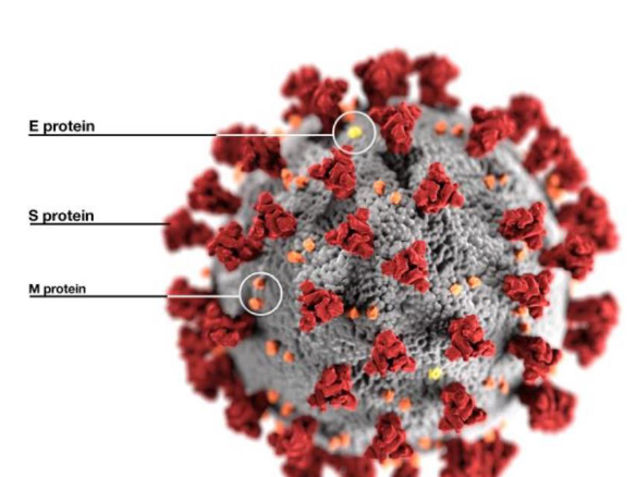 <ul><li><p>S protein protrude from the viral surface resembling a crown or corona</p></li><li><p>an enveloped virus with an unsegmented single-stranded positive-sense RNA genome</p></li><li><p>4 main structural proteins</p><ul><li><p>spike (S) glycoproteins</p></li><li><p>envelope (E) glycoproteins</p></li><li><p>membrane (M) glycoproteins</p></li><li><p>nucleocapsid (N) proteins</p></li></ul></li><li><p>genome codes for 16 nonconstructural proteins involved in viral replication, maturation, and release</p></li></ul><p></p>