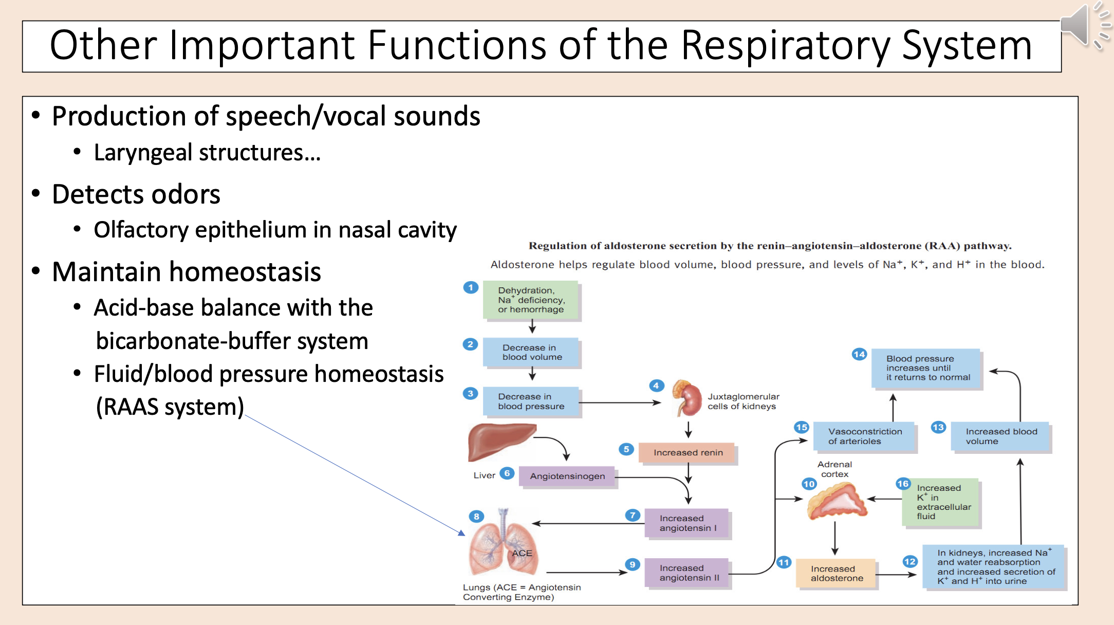 <p><span>Other Important Functions of the Respiratory System.</span></p><p><span>• Production of speech/vocal sounds.</span></p><p><span>• Laryngeal structures...</span></p><p><span>• Detects odors.</span></p><p><span>• Olfactory epithelium in nasal cavity.</span></p><p><span>• Maintain homeostasis.</span></p><p><span>• Acid-base balance with the bicarbonate-buffer system.</span></p><p><span>• Fluid/blood pressure homeostasis (RAAS system).</span></p><p><span>Regulation of aldosterone secretion by the renin - angiotensin - aldosterone (RAA) pathway.</span></p><p><span>Aldosterone helps regulate blood volume, blood pressure, and levels of Na<sup>+</sup>, K<sup>+</sup>, and H<sup>+</sup> in the blood.</span></p><p><span>1. Dehydration, Na<sup>+</sup> deficiency, or hemorrhage. </span></p><p><span>2. Decrease in blood volume.</span></p><p><span>3. Decrease in blood pressure. </span></p><p><span>4. Juxtaglomerular cells of kidneys. </span></p><p><span>5. Increased renin.</span></p><p><span>Liver. </span></p><p><span>6. Angiotensinogen. </span></p><p><span>7. Increased angiotensin I.</span></p><p><span>8. ACE.</span></p><p><span>Lungs (ACE = Angiotensin Converting Enzyme).</span></p><p>9. Increased angiotensin II. </p><p>10. Adrenal cortex.</p><p>11. Increased aldosterone. </p><p>12. In kidneys, increased Na<sup>+</sup> and water reabsorption and increased secretion of K<sup>+ </sup> and H<sup>+</sup> into urine.</p><p>13. Increased blood volume. </p><p>14. Blood pressure increases until it returns to normal.</p><p>15. Vasoconstriction of arterioles. </p><p>16. Increased K<sup>+</sup> in extracellular fluid. </p>