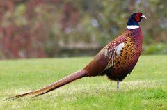 <p>pheasant</p>
