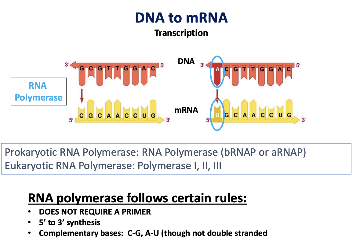 <p>RNA contains uracil instead of thymine.</p>