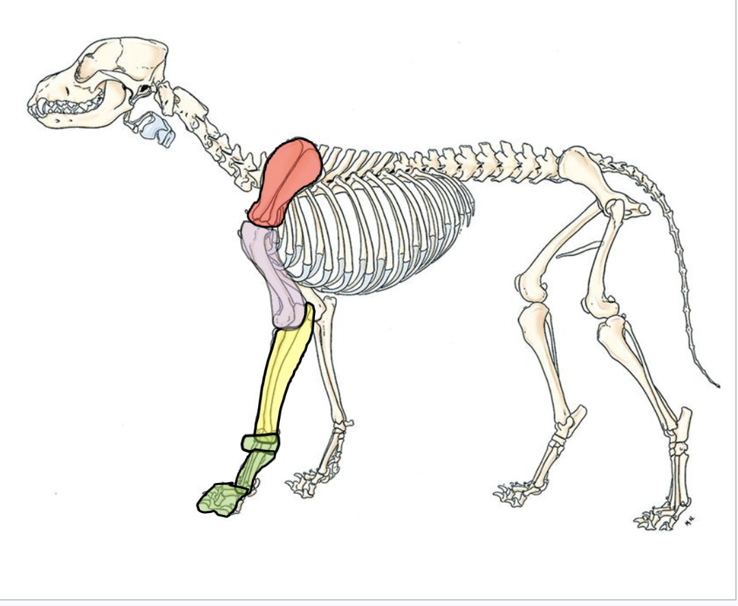 <p>Shoulder (Scapula)</p><p>Brachium (Arm)</p><p>Antebrachium (Forearm)</p><p>Manus (Forepaw)</p>