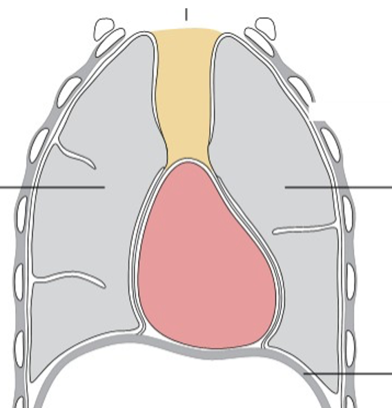 <p><span><strong>Mediastinum</strong></span></p>