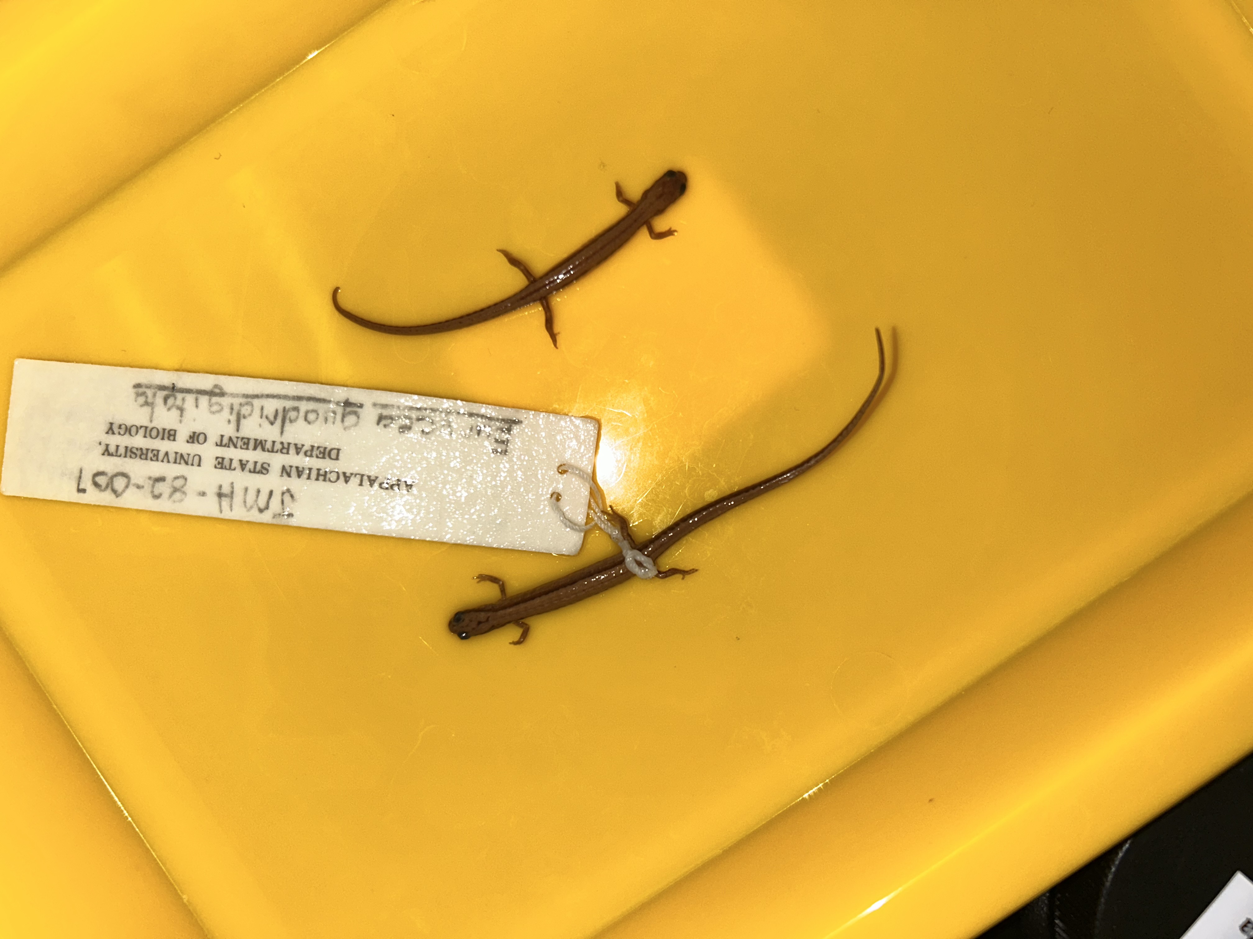 <p>-light ventral surface</p><p>-<16 coastal grooves</p><p>-base of tail laterally compressed</p><p>-4 toes on hind limbs (only NC Eurycea)</p><p>-plethodontidae</p>