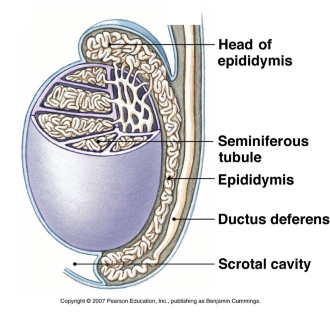 <ul><li><p>Produced in testis</p><ul><li><p>Initially in the seminiferous tubule</p></li></ul></li><li><p>The scrotal cavity allows for the optimal at 2-3ºC lower than body temp</p></li><li><p>Takes ~64 days</p></li><li><p>200 million/day</p></li><li><p>Further mature in epididymis structures </p></li></ul><p></p>