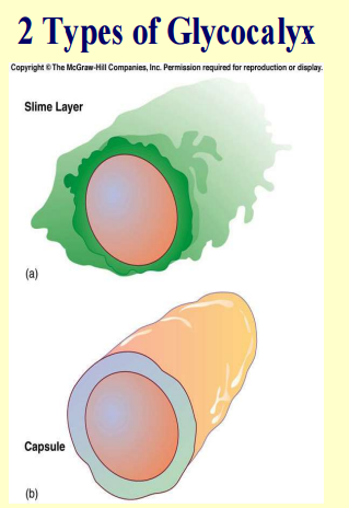 <p>types of glycocalyx </p>