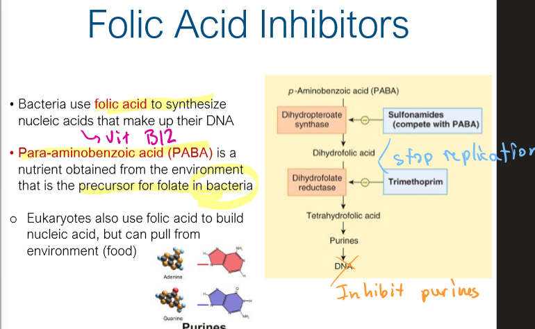 <p>Precursor for folate A in bacteria, to make vitB12, and make purines</p>