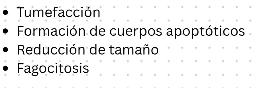 <p>Durante el proceso de apoptosis las células experimentan cambios morfológicos característicos antes de su eliminación sin generar inflamación en el tejido circundante, <strong>cuál de las siguientes es de las primeras características que se ven en apoptosis</strong>:</p>