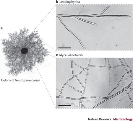 <p>A network of hyphae</p>
