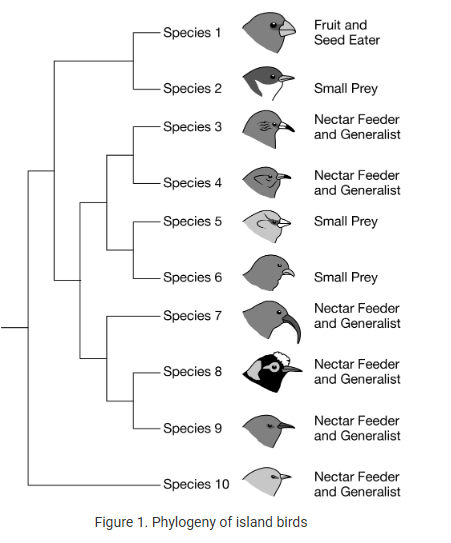 <p>A group of birds is found in an island chain that have all descended from a single ancestral species. Figure 1 shows the phylogeny of the birds.<br>Which of the following best explains the divergence in morphology in the birds?</p><p><strong>A) </strong>The original habitat contained mutagens, leading to the rise of new species as a result of accumulated mutations.</p><p><strong>B) </strong>The original habitat had many available unoccupied ecological niches that were colonized by populations of the original species.</p><p><strong>C) </strong>The original habitat contained many predators, and the species diversified in order to avoid extinction.</p><p><strong>D) </strong>The original habitat was tropical, which increased the rate of mutation and led to rapid diversification.</p>