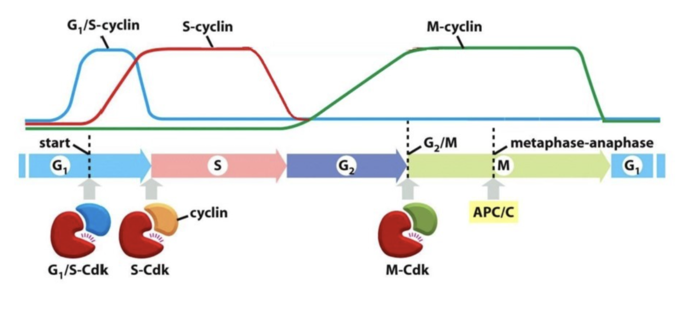 <ul><li><p>The cyclins are made by transcription and translation, and degraded through proteolysis</p></li></ul><p></p>