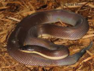 <p>Characteristics of Loxocemidae (3)</p>