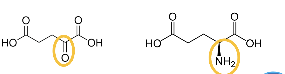 <p>Alpha-Ketoglutarate is the alpha-keto-acid of ________ . </p>