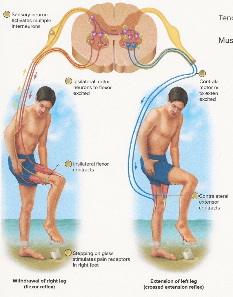 <p>describe crossed extensor reflex</p>