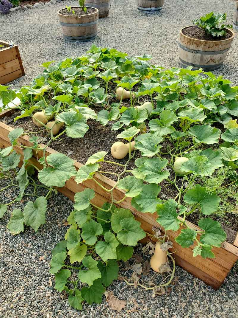 <p>Plant Scientific (Latin) Name </p>