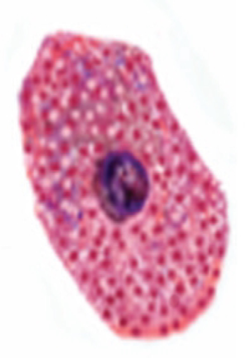<p>What is the name of this cell?</p>