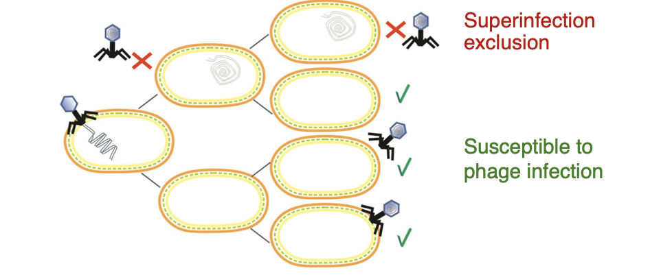 <p>A phenomenon where <span style="color: red;">a<u> host cell </u>that is <strong>already infected by one virus becomes resistant</strong></span><strong> </strong>to subsequent infections by <span style="color: red;"><u>similar viruses</u></span></p><p><em>(in intracellular phage particles)</em></p>