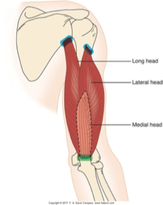 <p>3 bellies </p><p>medial and lateral heads» moderate extension, (ex: placing book on high shelf)</p><p></p><p>long head» force for high resistance extension (ex: push up) </p><p></p><p><strong>they all do extension</strong></p><p>ex: <span>&nbsp;Putting something on a counter,&nbsp;w/c mobility&nbsp;</span></p>
