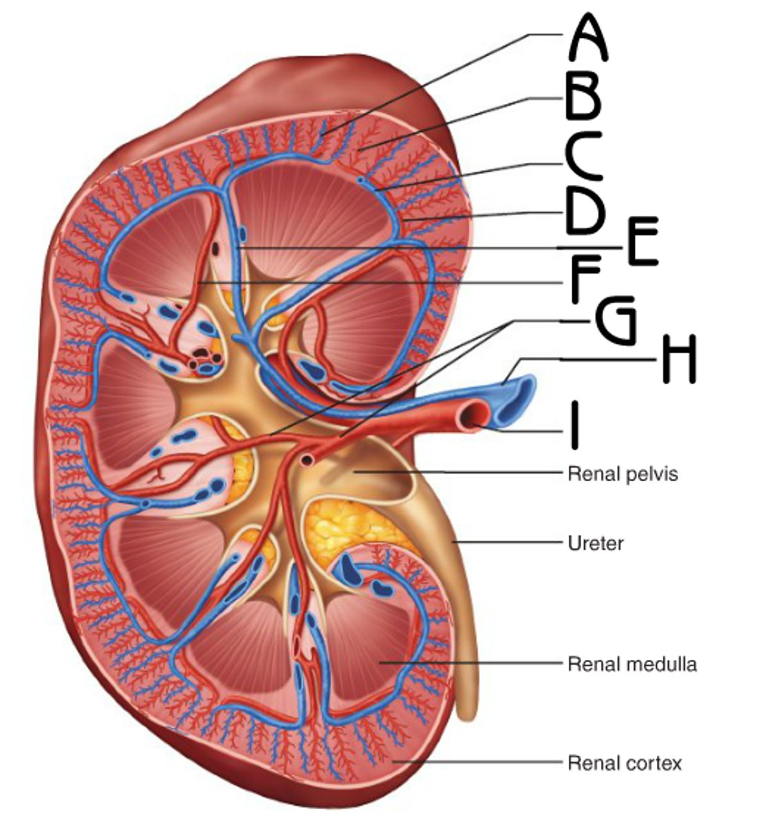 <p>E</p><p>Function: move deoxygenated blood from arcuate vein to renal vein</p>