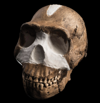 <p><em>Homo naledi</em></p>