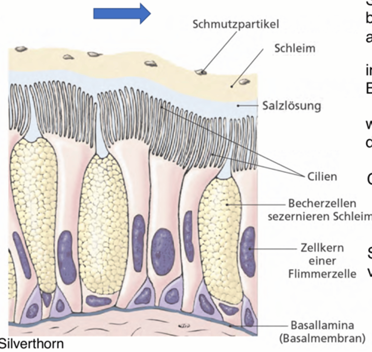 <p>Eine Schicht Salzlösung, welche die Zilien vom verkleben schützt</p>