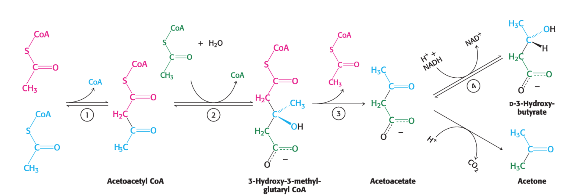 <p><em><u>The three main ketone bodies are:</u></em></p><ul><li><p><strong><em>Acetoacetate</em></strong></p></li><li><p><strong><em>D-3-</em></strong><span style="font-family: KaTeX_Main, "Times New Roman", serif; line-height: 1.2; font-size: 1.21em;"><strong><em><span>β</span></em></strong></span><strong><em>-hydroxybutyrate</em></strong></p></li><li><p><strong><em>Acetone</em></strong></p></li></ul><p><em><u>The synthesis process involves:</u></em></p><ul><li><p>The condensation of two acetyl CoA molecules to form<strong> acetoacetyl CoA,</strong> which then further reacts with <strong>3-Hydroxy-3-methyl-glutaryl CoA </strong>to form <strong><em>acetoacetate</em></strong>.</p></li><li><p><strong><em>D-3-</em></strong><span style="font-family: KaTeX_Main, "Times New Roman", serif; line-height: 1.2; font-size: 1.21em;"><strong><em><span>β</span></em></strong></span><strong><em>-hydroxybutyrate</em></strong> is formed when <strong>acetoacetate is reduced.</strong></p></li><li><p><strong><em>Acetone</em> </strong>is produced by the spontaneous <strong>decarboxylation </strong>(removal of a carboxyl group) of <strong>acetoacetate</strong>.</p></li></ul><p></p>