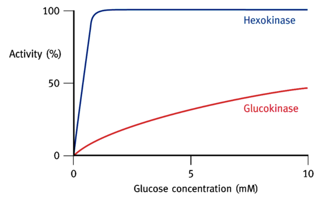 <p>Exactement les mêmes : transformer le glucose en glucose-6-P </p>
