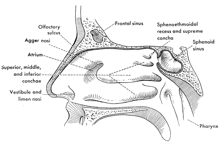 <p>sphenoethmoidal recess; above the superior concha </p>