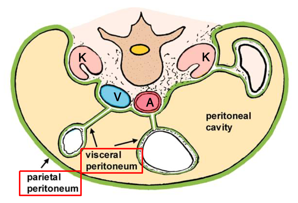 <p>Which peritoneal layer wraps around the organs and is innervated by autonomic afferents?</p>
