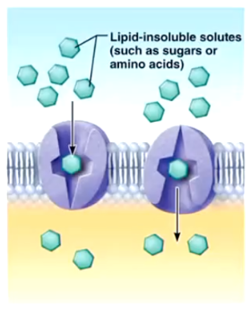<p>Carrier-Mediated Facilitated Diffusion</p>