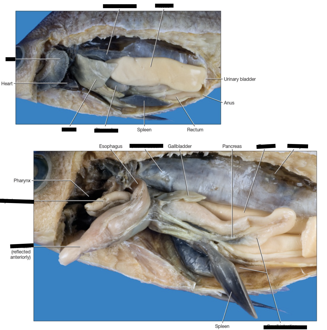 <p>Perch (clade, structures)</p>