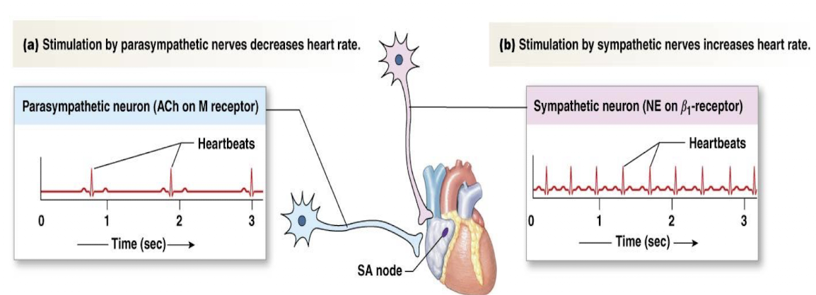 <p>modify heart rate and force of contraction, but not responsible for initiating the excitation of cardiac muscle</p>