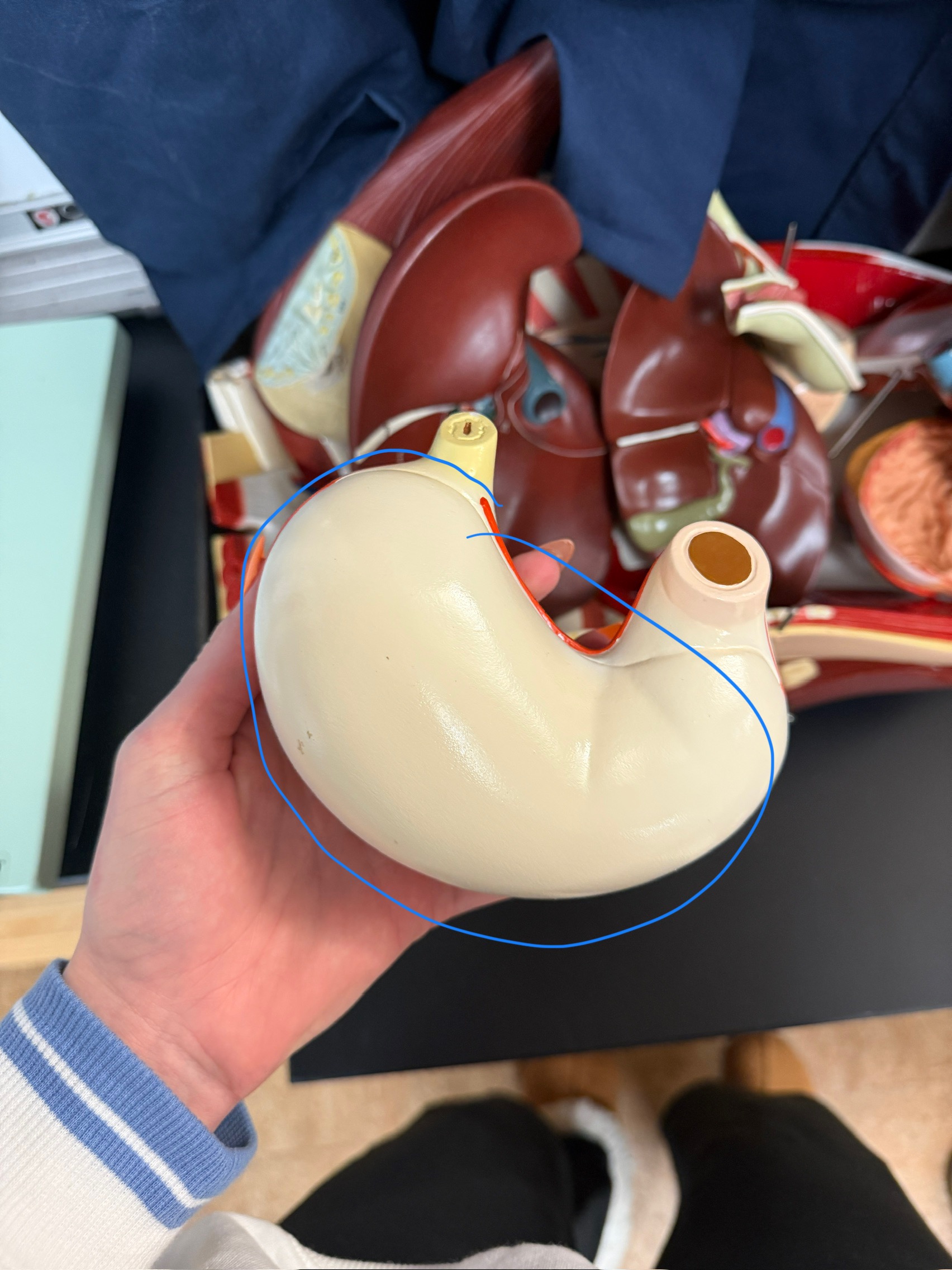 <p>name this region</p>