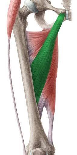 <p>Adductor longus</p>