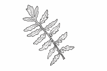 <p>A pinnately divided leaf with indentations reaching nearly to the midrib.</p>
