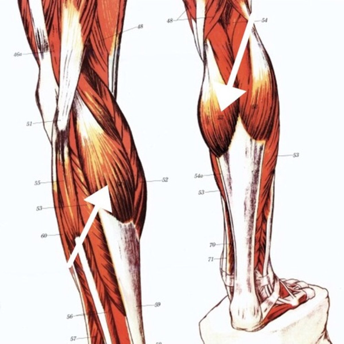 <p>What is this muscle?</p>