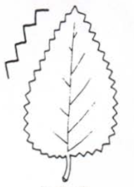 <p>Leaf margin</p>