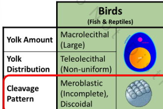 <p>Yolk→ Marcolecithal [large]</p><p>Yolk distribution→ Telolecithal [non-uniform]</p><p>Cleave pattern→ Meroblastic [incomplete discoidal] each time cells divide, you don’t get yolk by by bit remains intact entire time </p><ul><li><p>only dividing cells divide little dish shape floating on top of yolk</p></li></ul><p></p>