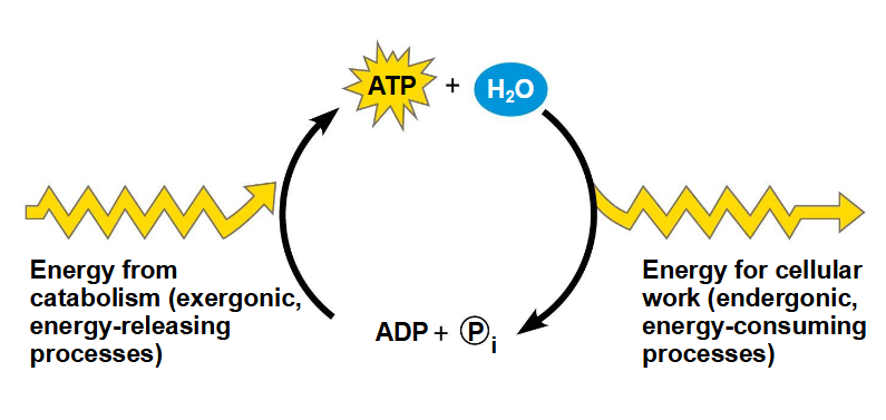 <p>ATP => ADP (=> AMP) => ADP => ATP </p><p>de enegie passeert door katabolische en anabolische pathways </p>
