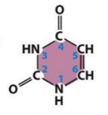 <p>what base is this?</p>