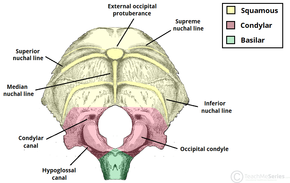 <p>Nuchal Lines (*2 sets, superior and inferior*)</p>